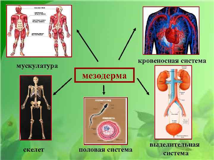 кровеносная система мускулатура мезодерма скелет половая система выделительная система 