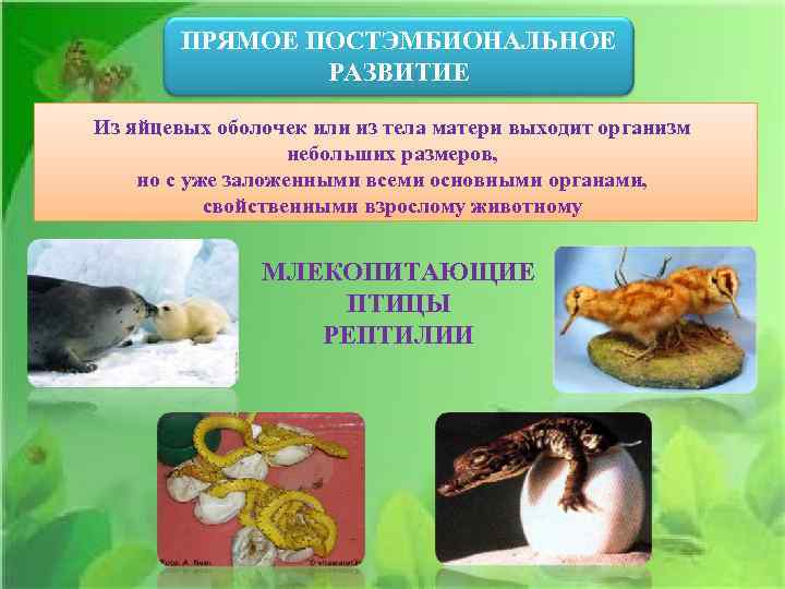 ПРЯМОЕ ПОСТЭМБИОНАЛЬНОЕ РАЗВИТИЕ Из яйцевых оболочек или из тела матери выходит организм небольших размеров,