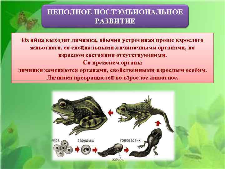 НЕПОЛНОЕ ПОСТЭМБИОНАЛЬНОЕ РАЗВИТИЕ Из яйца выходит личинка, обычно устроенная проще взрослого животного, со специальными