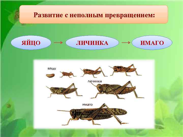 Развитие с неполным превращением: ЯЙЦО ЛИЧИНКА ИМАГО 