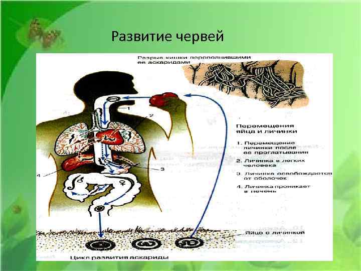 Развитие червей 