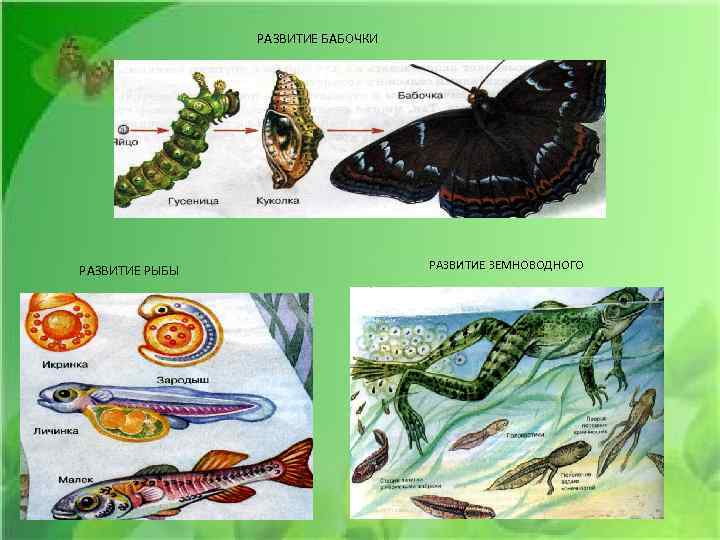 РАЗВИТИЕ БАБОЧКИ РАЗВИТИЕ РЫБЫ РАЗВИТИЕ ЗЕМНОВОДНОГО 
