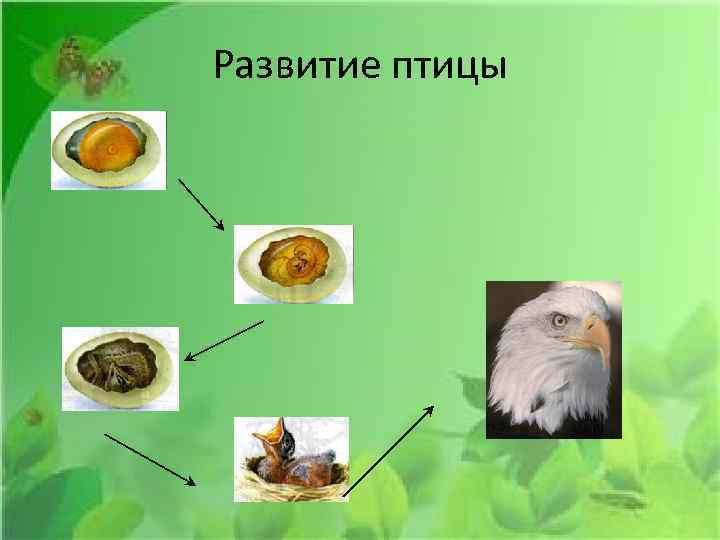 Развитие птицы 