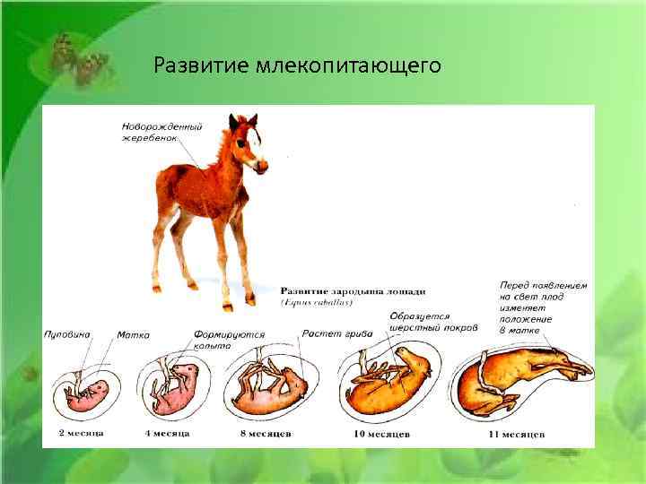 Развитие млекопитающего 