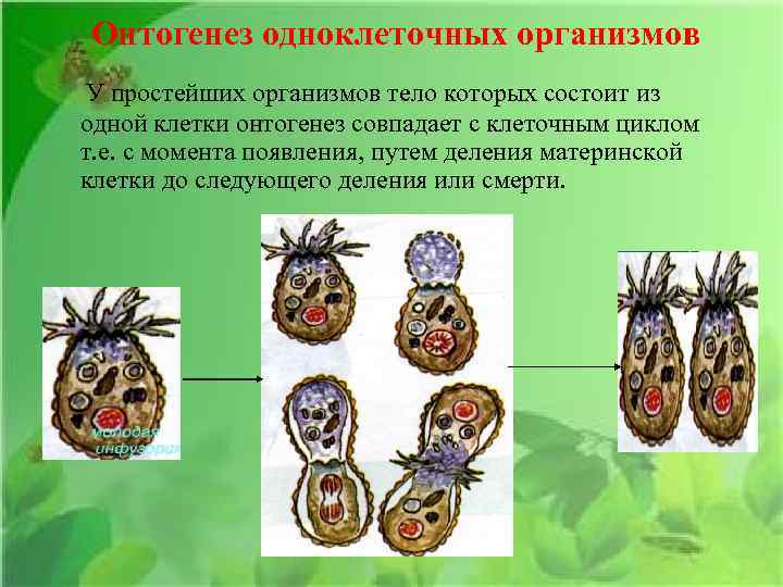 Онтогенез одноклеточных организмов У простейших организмов тело которых состоит из одной клетки онтогенез совпадает