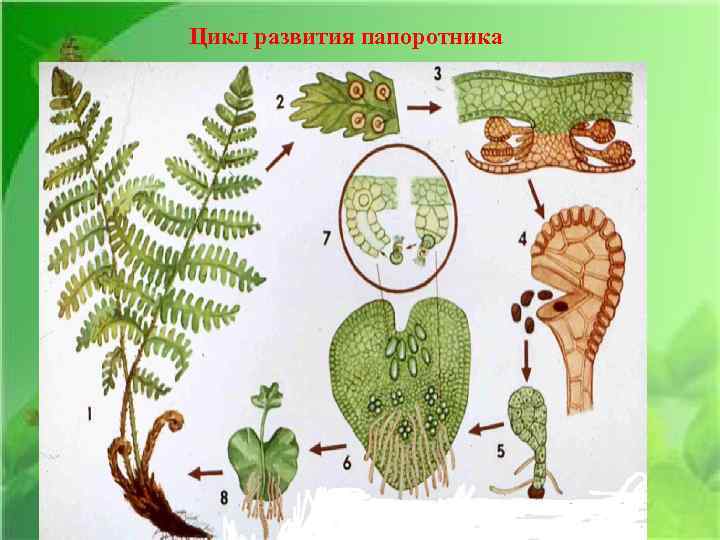 Цикл развития папоротника 