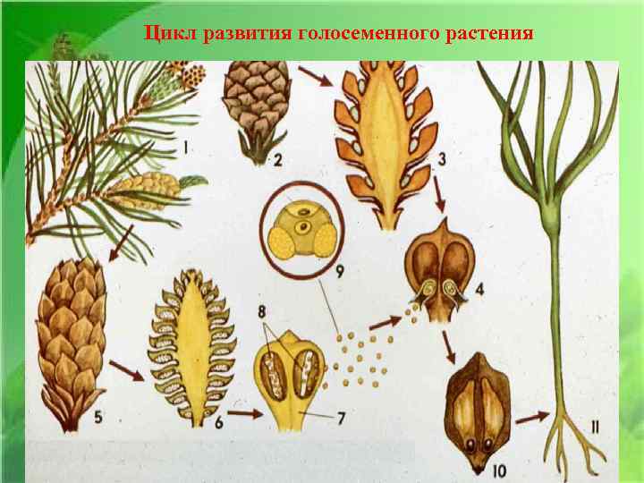Цикл развития голосеменного растения 
