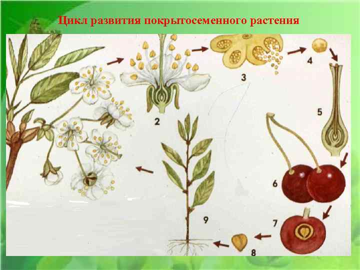 Цикл развития покрытосеменного растения 