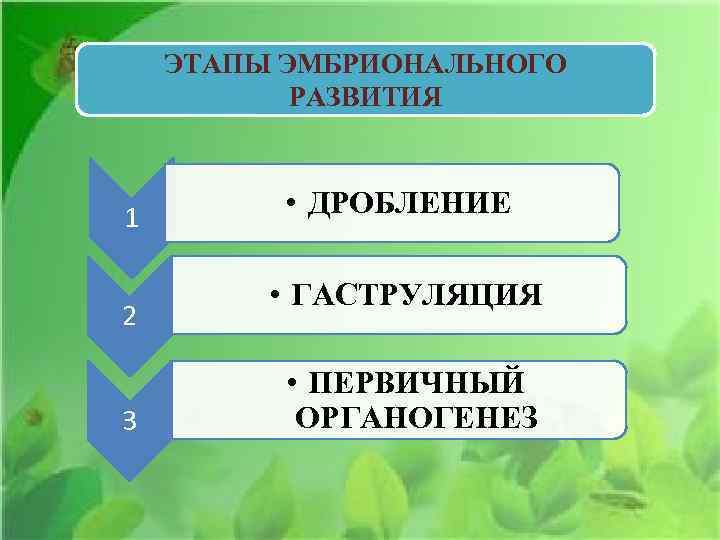 ЭТАПЫ ЭМБРИОНАЛЬНОГО РАЗВИТИЯ 1 2 3 • ДРОБЛЕНИЕ • ГАСТРУЛЯЦИЯ • ПЕРВИЧНЫЙ ОРГАНОГЕНЕЗ 