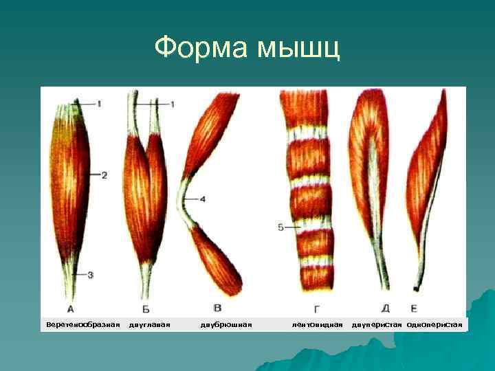 Форма мышц Веретенообразная двуглавая двубрюшная лентовидная двуперистая одноперистая 