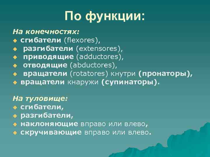 По функции: На конечностях: u сгибатели (flexores), u разгибатели (ехtensores), u приводящие (adductores), u