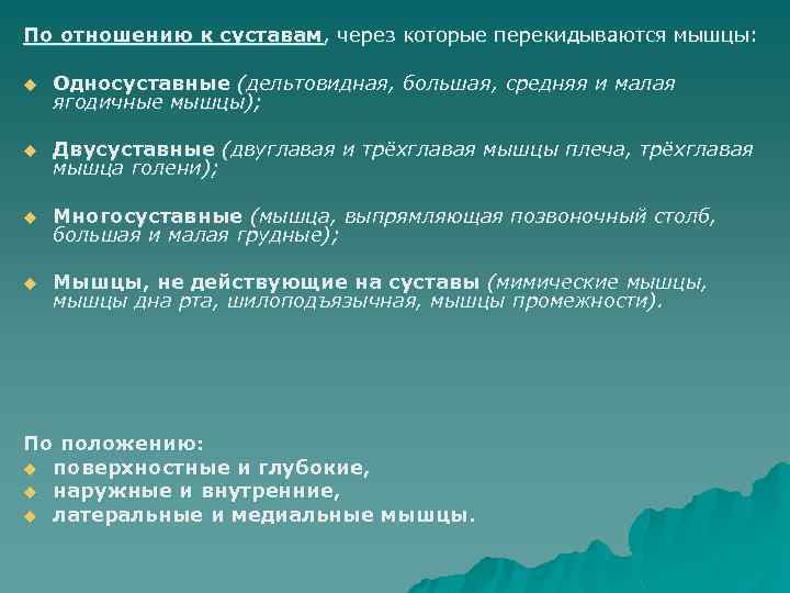 По отношению к суставам, через которые перекидываются мышцы: u Односуставные (дельтовидная, большая, средняя и