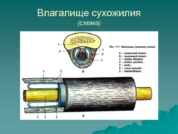 Строение вагины. Строение сухожильного влагалища. Строение сухожилия. Схема строения сухожилия. Схема строения синовиального влагалища сухожилия.