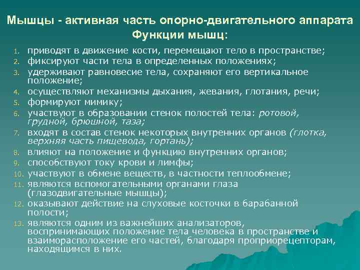 Мышцы - активная часть опорно-двигательного аппарата Функции мышц: 1. 2. 3. 4. 5. 6.