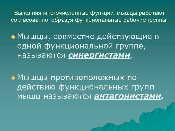 Выполняя многочисленные функции, мышцы работают согласованно, образуя функциональные рабочие группы. u Мышцы, совместно действующие