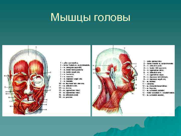 Мышцы головы 