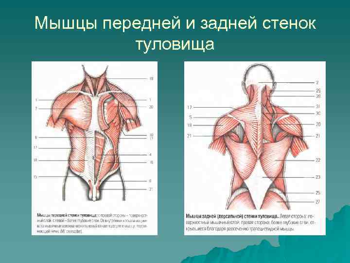 Мышцы передней стенки