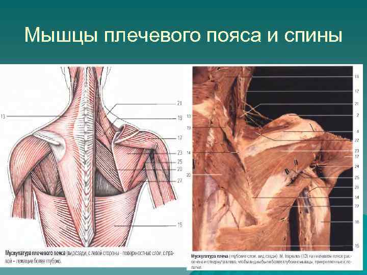 Мышцы плечевого пояса и спины 