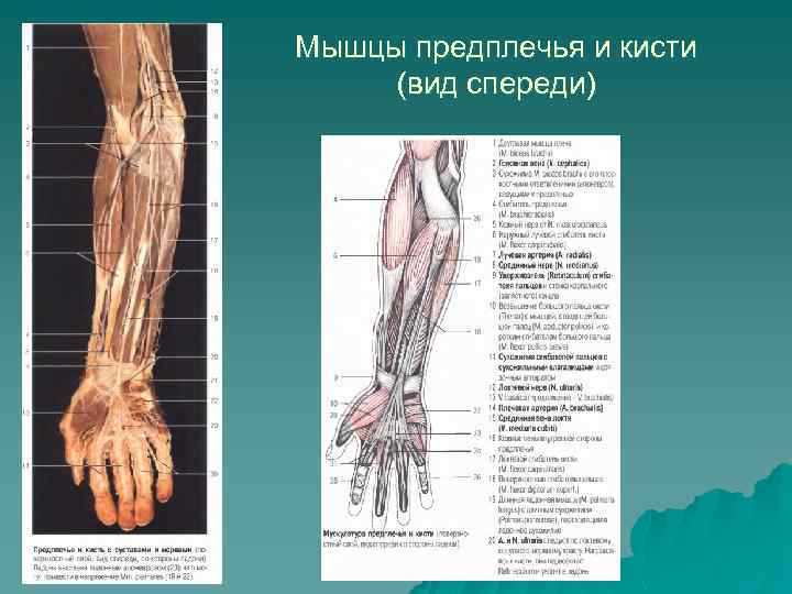 Артерии предплечья и кисти. Мышцы предплечья анатомия спереди. Мягкие ткани предплечья анатомия. 4 Слоя мышц предплечья.