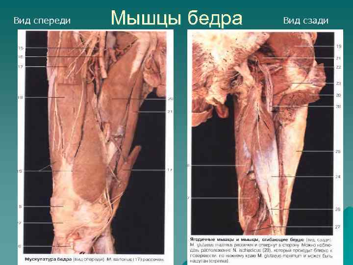 Вид спереди Мышцы бедра Вид сзади 