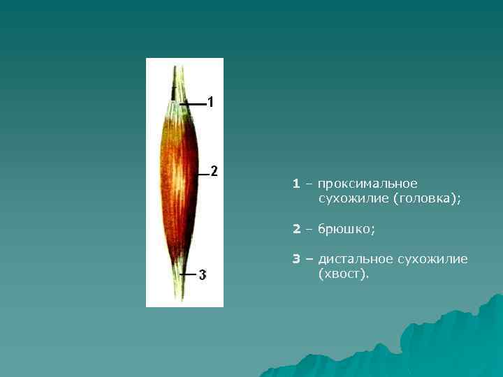 1 – проксимальное сухожилие (головка); 2 – брюшко; 3 – дистальное сухожилие (хвост). 