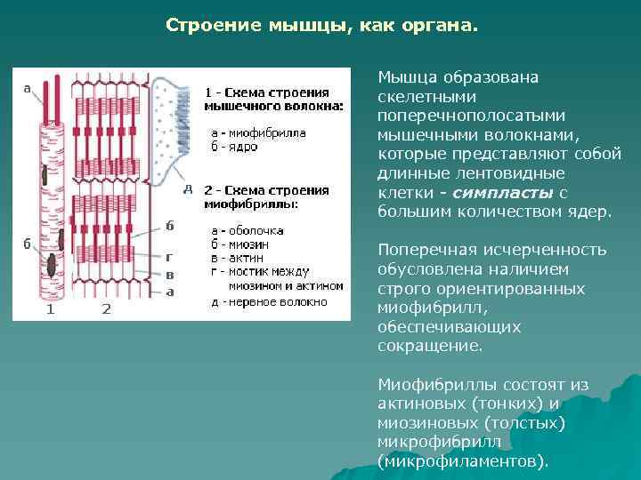 Скелетные мышцы образованы. Поперечная исчерченность мышц. Строение мышцы как органа. Поперечная исчерченность мышечного волокна.