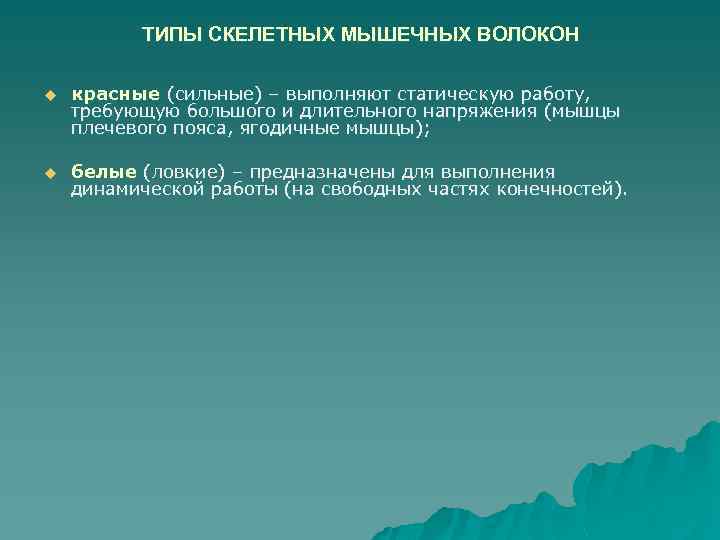 ТИПЫ СКЕЛЕТНЫХ МЫШЕЧНЫХ ВОЛОКОН u красные (сильные) – выполняют статическую работу, требующую большого и