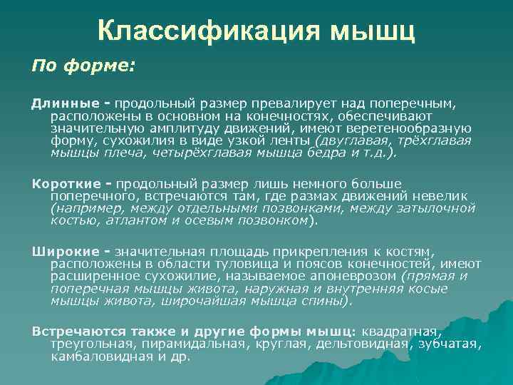 Классификация мышц По форме: Длинные - продольный размер превалирует над поперечным, расположены в основном