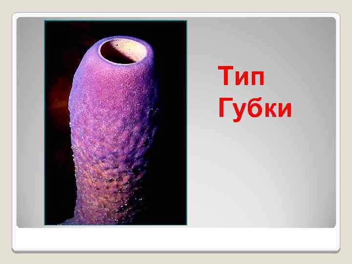 Тип Губки 