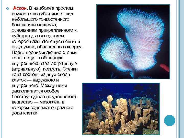  Аскон. В наиболее простом случае тело губки имеет вид небольшого тонкостенного бокала или