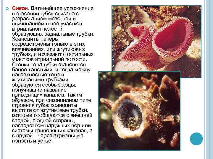  Сикон. Дальнейшее усложнение в строении губок связано с разрастанием мезоглеи и впячиванием в