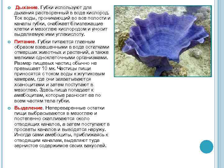  Дыхание. Губки используют для дыхания растворенный в воде кислород. Ток воды, проникающий во