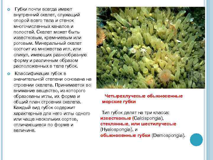  Губки почти всегда имеют внутренний скелет, служащий опорой всего тела и стенок многочисленных