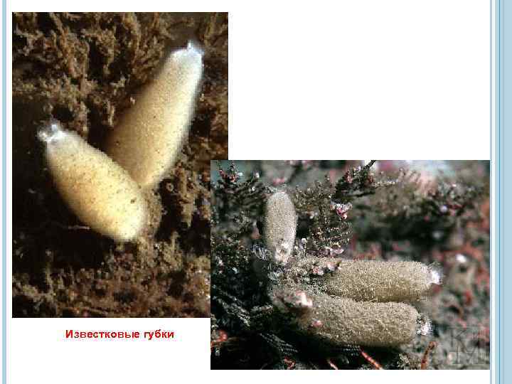 Известковые губки 