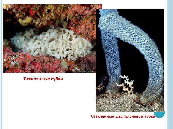 Стеклянные губки Стеклянные шестилучевые губки 