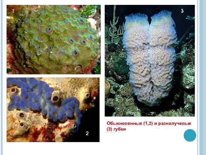 1 3 2 Обыкновенные (1, 2) и разнолучевые (3) губки 