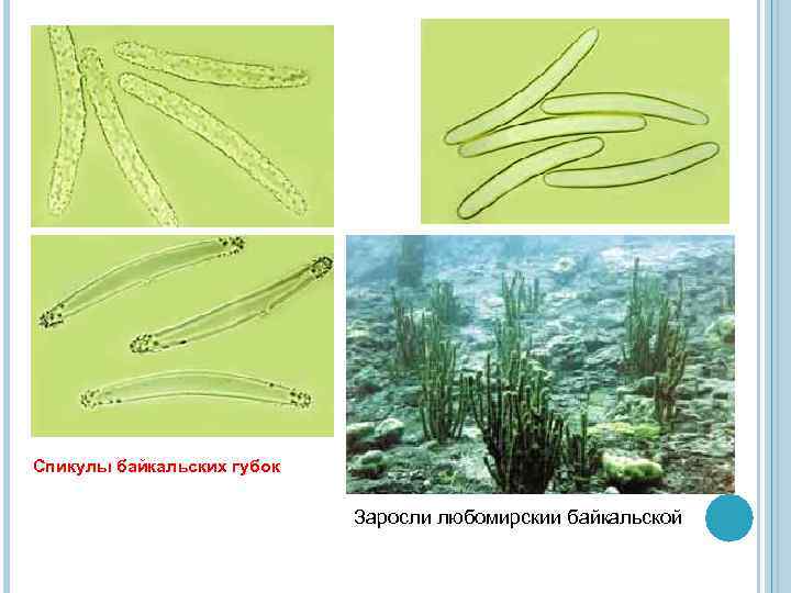 Спикулы байкальских губок Заросли любомирскии байкальской 