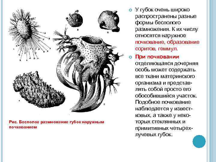  Рис. Бесполое размножение губок наружным почкованием У губок очень широко распространены разные формы