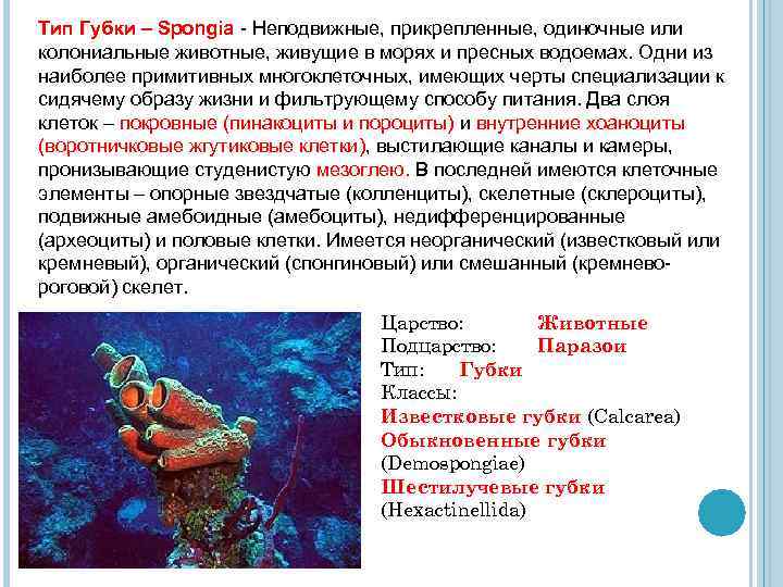 Тип Губки – Spongia - Неподвижные, прикрепленные, одиночные или колониальные животные, живущие в морях