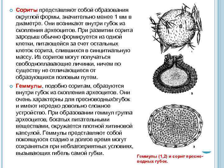  Сориты представляют собой образования округлой формы, значительно менее 1 мм в диаметре. Они