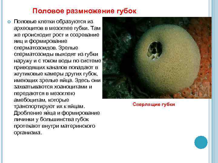 Половое размножение губок Половые клетки образуются из археоцитов в мезоглее губки. Там же происходит