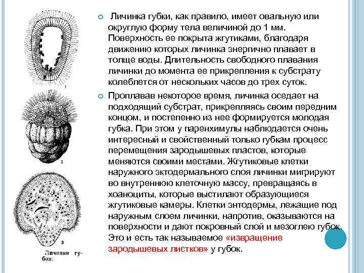  Личинка губки, как правило, имеет овальную или округлую форму тела величиной до 1