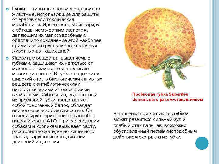  Губки — типичные пассивно-ядовитые животные, использующие для защиты от врагов свои токсические метаболиты.