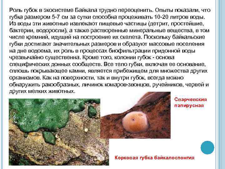 Роль губок в экосистеме Байкала трудно переоценить. Опыты показали, что губка размером 5 -7