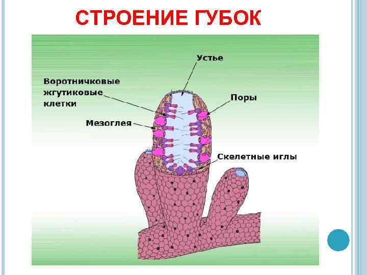 СТРОЕНИЕ ГУБОК 