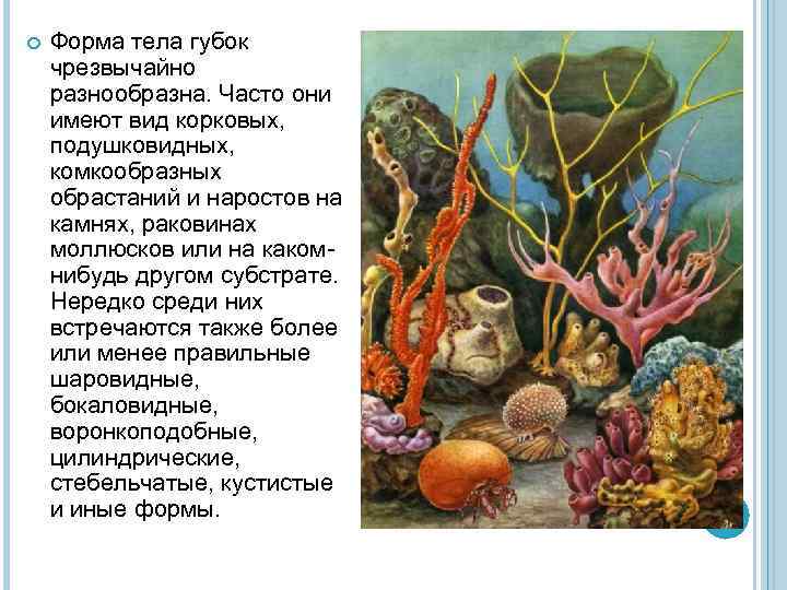  Форма тела губок чрезвычайно разнообразна. Часто они имеют вид корковых, подушковидных, комкообразных обрастаний