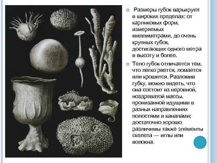  Размеры губок варьируют в широких пределах: от карликовых форм, измеряемых миллиметрами, до очень