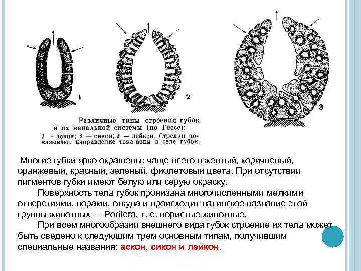 Многие губки ярко окрашены: чаще всего в желтый, коричневый, оранжевый, красный, зеленый, фиолетовый цвета.