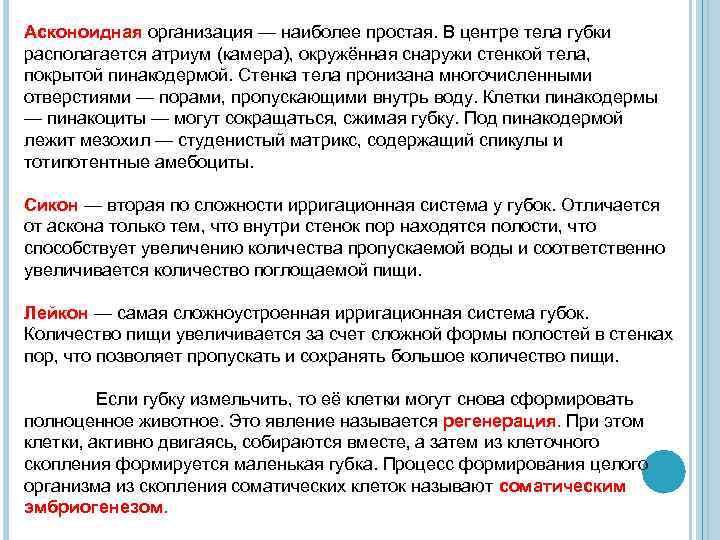 Асконоидная организация — наиболее простая. В центре тела губки располагается атриум (камера), окружённая снаружи