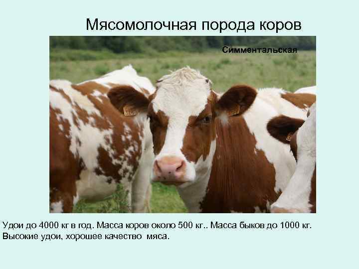 Мясомолочная порода коров Симментальская Удои до 4000 кг в год. Масса коров около 500